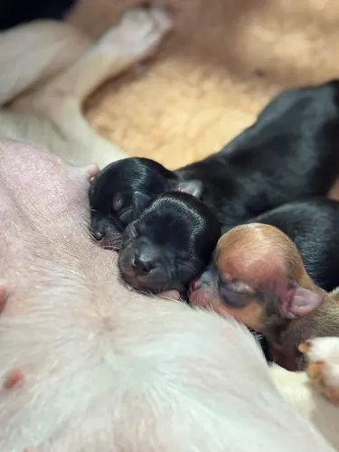 Chihuahuas disponiveis para reserva