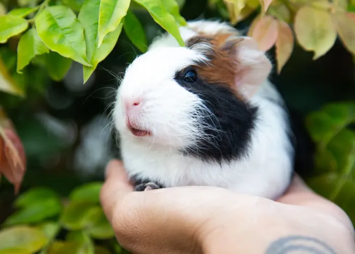 Porquinho da índia 