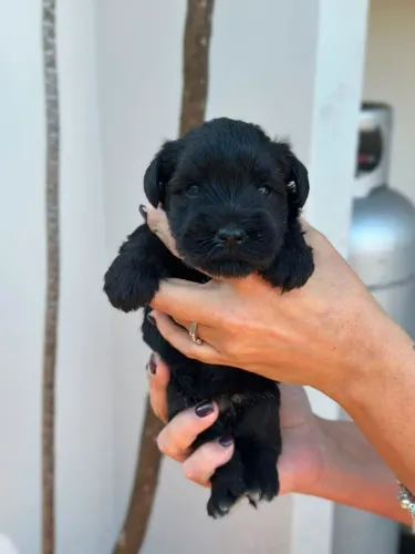 Schnauzer Miniatura | Entregas em Cuiabá 24/08