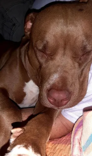Doação de Pitbull
