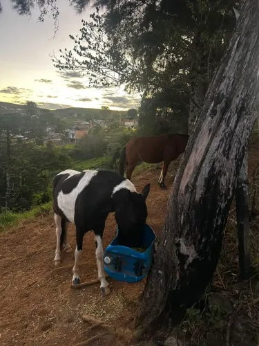 Vendo uma égua  pampa de preto  idade  2 anos e meio maixa batida