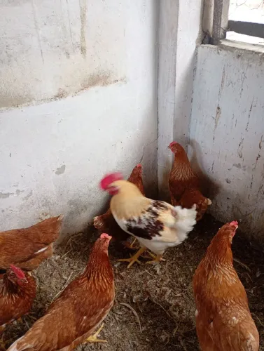 Frango Lohmann Brown 