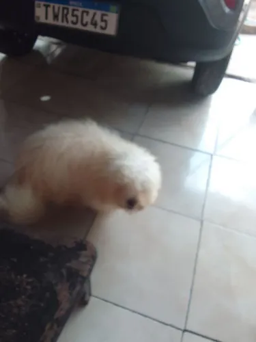 Verde_se um cachorro pools