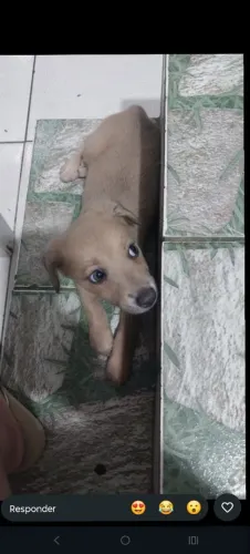 Cachorra pra adoção 