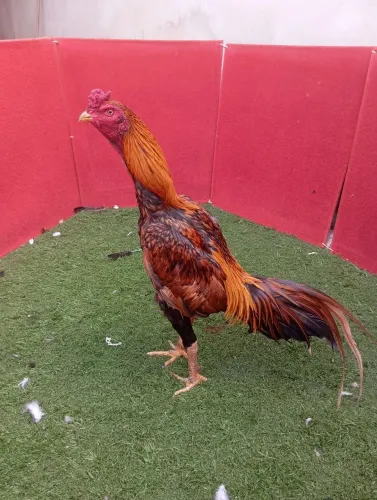 Galo João de barro