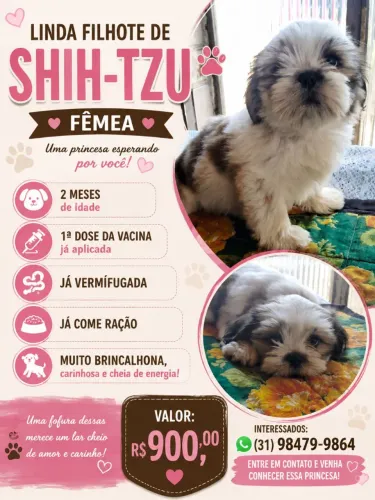 Filhote Shitzu fêmea