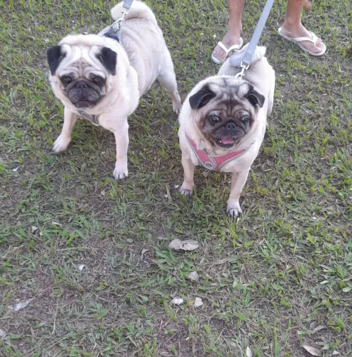 Adestramento de cães