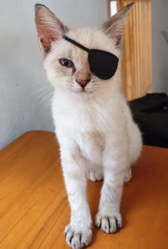 Gata filhote para adoção responsável