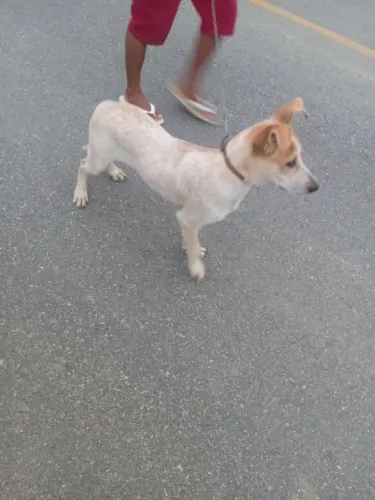 Preciso. Doar  esse  cachorro  motivo  mudança 