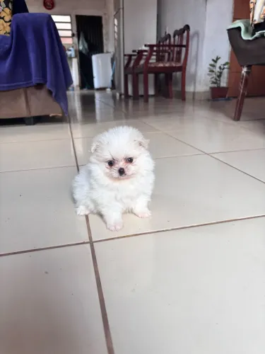 Lulu fêmea baby face