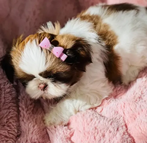 Filhote de shih tzu fêmea
