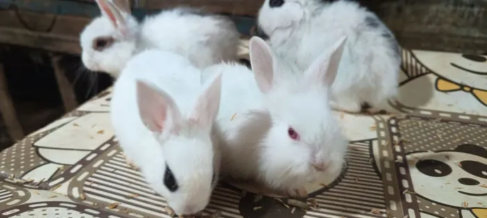 Coelhos disponível