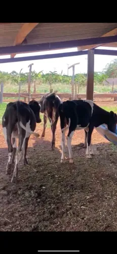 Novilhas procedência leiteira 