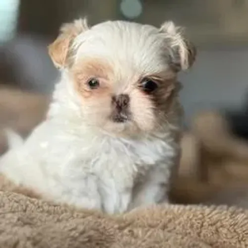 Lhasa Apso,Lhasa Apso Filhote Selecionado Alta Procedência