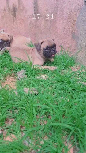 Pug filhote