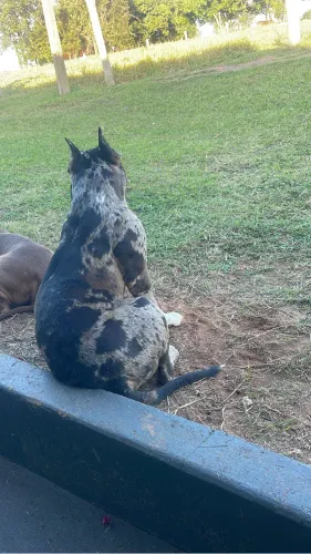Pit monster