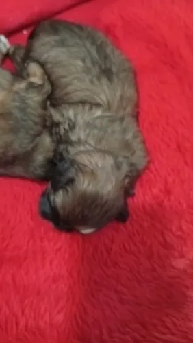 Cachorro
