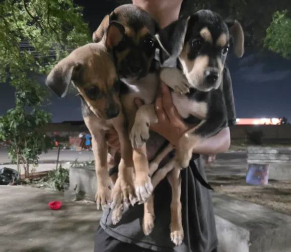 Cachorrinhos para doação responsável 3 meses de vida