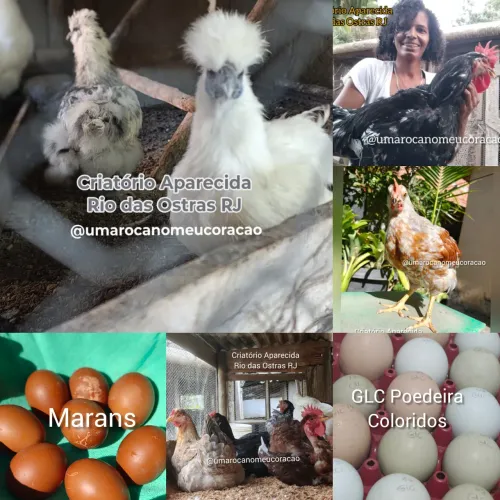 Ovos férteis Sedosa do Japão