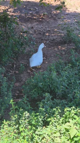 Patos caipira
