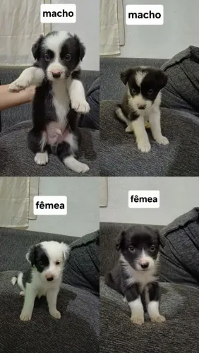Filhotes de border collie