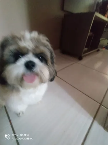 Doação Shitzu