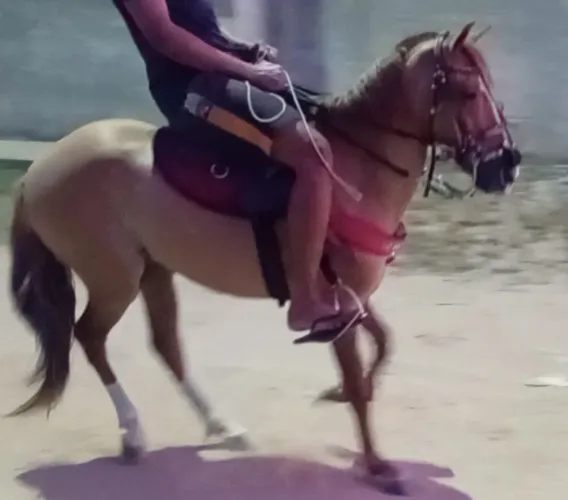 Cavalo