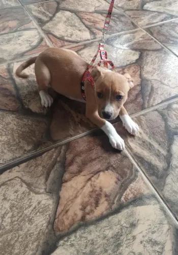 American Pitbull terrie