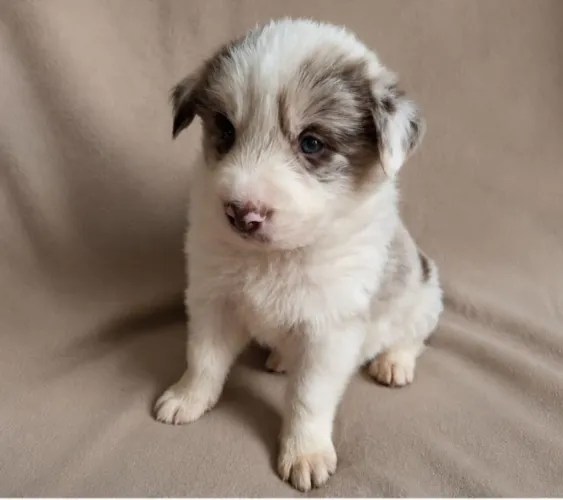 FILHOTES DE BORDER COLLIE - CANIL RUCAM - UKCB 