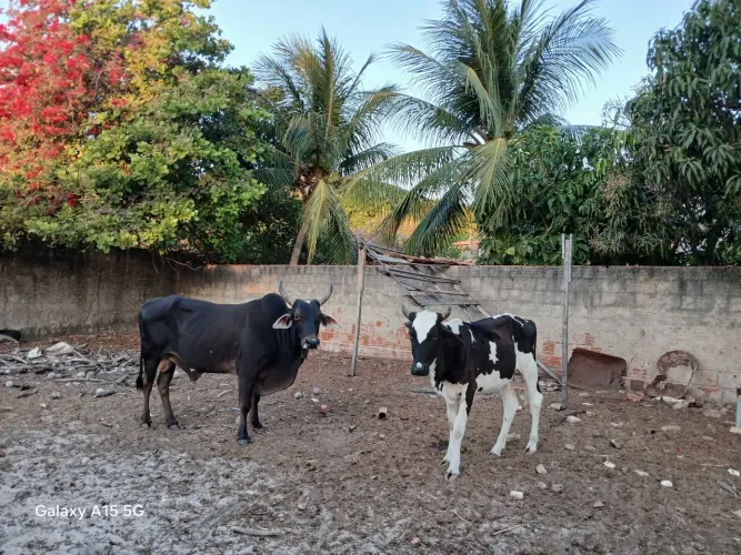 Vende se touro e novilha Beberibe