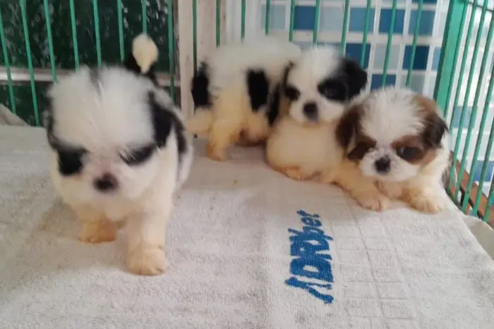 Filhotes de Shih tzu