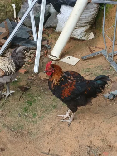 Vendo galo 6 meses