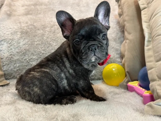 Bulldog francês top pequeno e estruturado **PROMO HOJE!!!