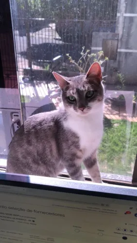 doação de gatinha fêmea de 1 ano, vermifucada<br>doação de gatinhos 