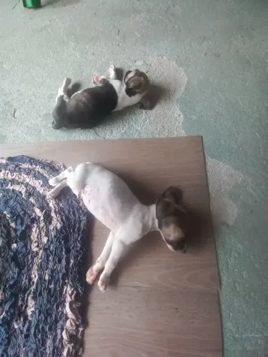 Doa-se filhotes de cão