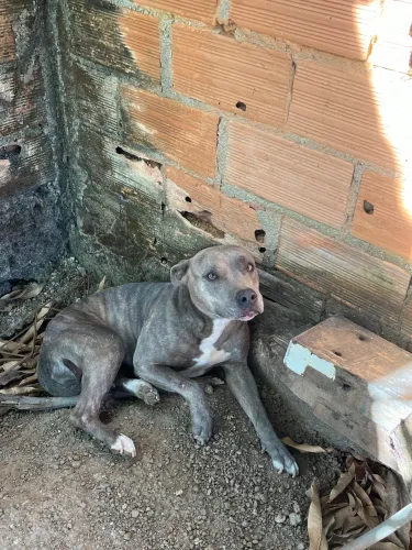 Doa se pitbull