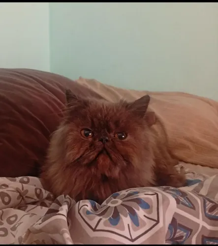 Gato Persa Macho
