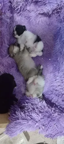 LULU DA POMERANIA PAI É MÃE NO LOCAL