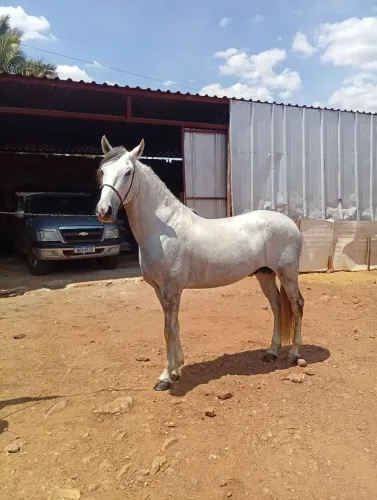 Cavalo marchador domado