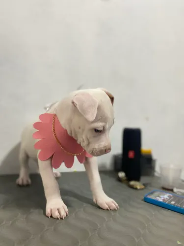 Pitbull red nose