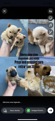 Chow chow com preço abaixo do mercado para vender logo!