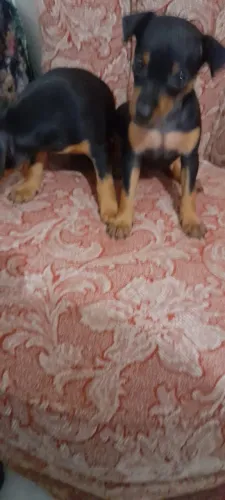 Pinscher com vermifugado e vacinas 48 dias