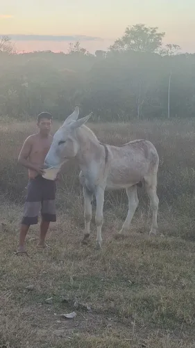 Vendo jumento anda luz