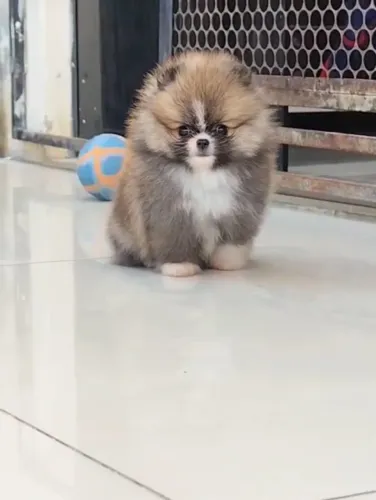 spitz alemão anão 