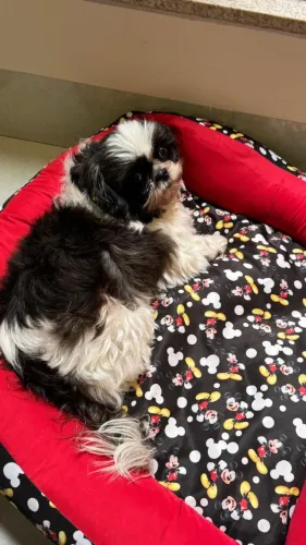 Doação shih tzu