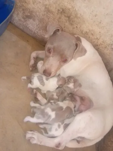 FOX paulistinha com pedigree CBKC - filhote terrier brasileiro puro
