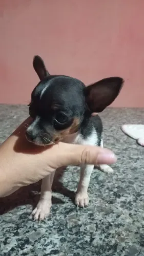 Cachorro