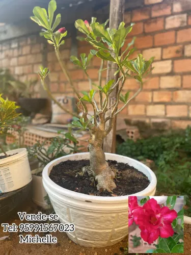 Rosa do deserto