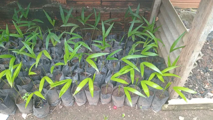 Vendo disponível mudas de açaí precoce