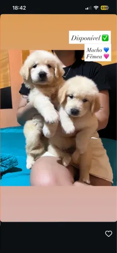 Filhotes de Golden